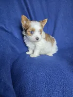 Blue, a male Yorkshire Terrier for sale in Imperial Beach, CA – 2 of 4
