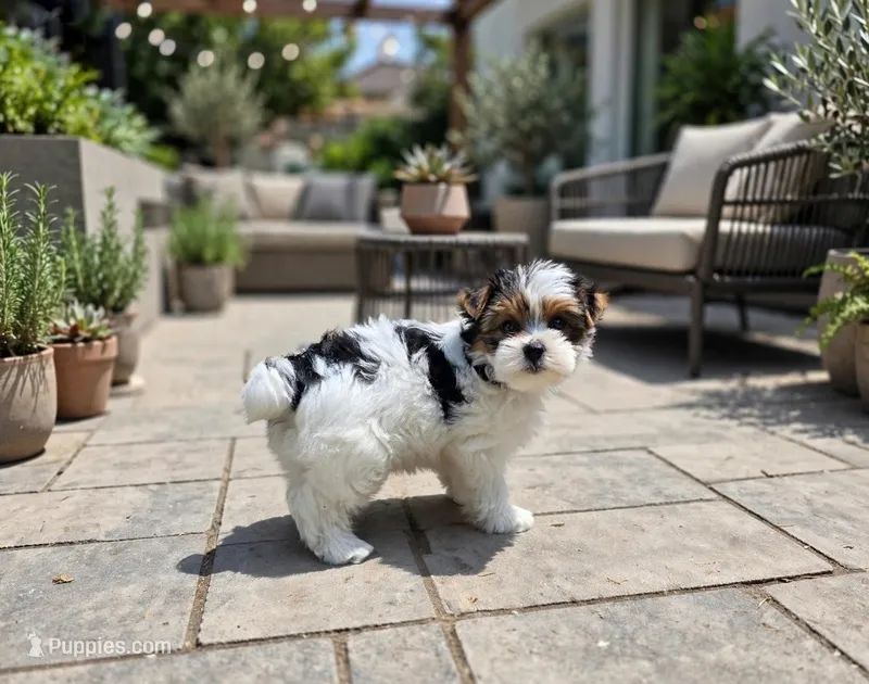 Channel  – Yorkshire Terrier puppy for sale in Chula Vista, CA