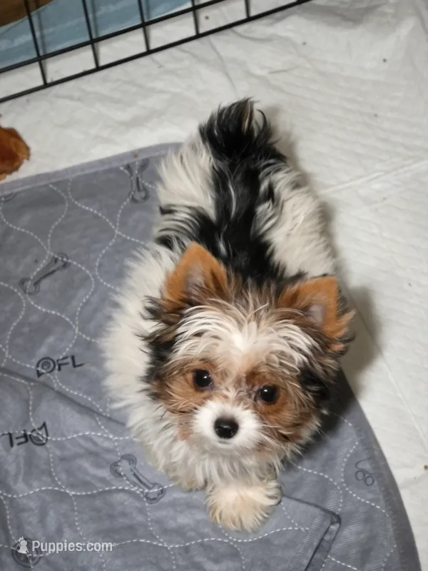 Itzy – Yorkshire Terrier puppy for sale in Chula Vista, CA