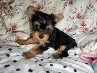 Cersei, a female Yorkshire Terrier for sale in Chula Vista, CA – 5 of 5