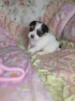 Channel , a female Yorkshire Terrier for sale in Imperial Beach, CA – 2 of 5