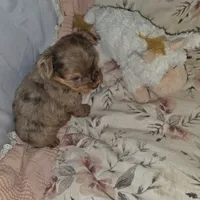 Lucy, a female Yorkshire Terrier for sale in Imperial Beach, CA – 8 of 10