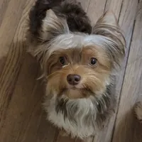 Lucy, a female Yorkshire Terrier for sale in Imperial Beach, CA – 7 of 10