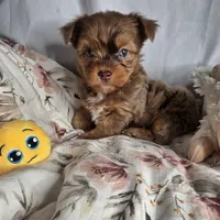 Lucy, a female Yorkshire Terrier for sale in Imperial Beach, CA – 2 of 10