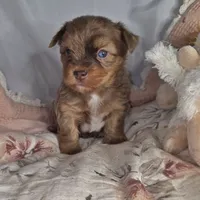 Lucy, a female Yorkshire Terrier for sale in Imperial Beach, CA – 5 of 10