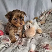 Lucy, a female Yorkshire Terrier for sale in Imperial Beach, CA – 9 of 10