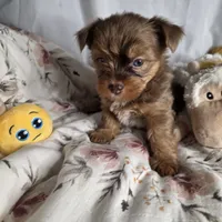 Lucy, a female Yorkshire Terrier for sale in Imperial Beach, CA – 10 of 10
