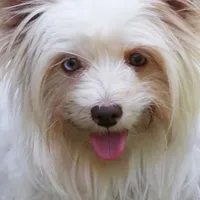 Lucy, a female Yorkshire Terrier for sale in Imperial Beach, CA – 6 of 10