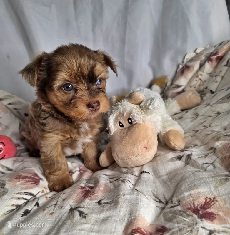 Lucy – Yorkshire Terrier puppy for sale in Imperial Beach, CA