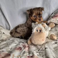 Lucy, a female Yorkshire Terrier for sale in Imperial Beach, CA – 4 of 10