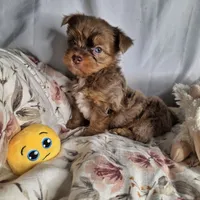 Lucy, a female Yorkshire Terrier for sale in Imperial Beach, CA – 3 of 10