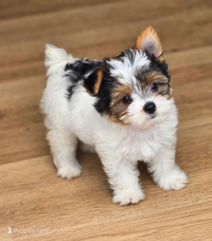 Luna – Yorkshire Terrier puppy for sale in Chula Vista, CA
