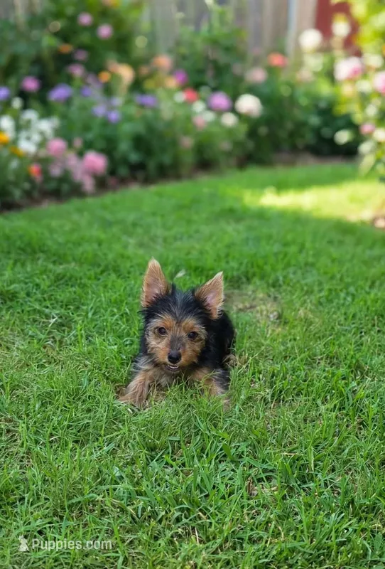 Rita – Yorkshire Terrier puppy for sale in Chula Vista, CA
