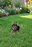 Rita, a female Yorkshire Terrier for sale in Chula Vista, CA – 1 of 4