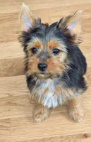 Rita Girl, a female Yorkshire Terrier for sale in Chula Vista, CA – 2 of 5