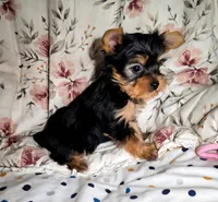 Cersei, a female Yorkshire Terrier for sale in Chula Vista, CA – 3 of 5