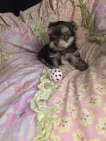 Archie, a male Yorkshire Terrier for sale in Imperial Beach, CA – 3 of 5