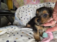 Tucker, a male Yorkshire Terrier for sale in Chula Vista, CA – 4 of 4