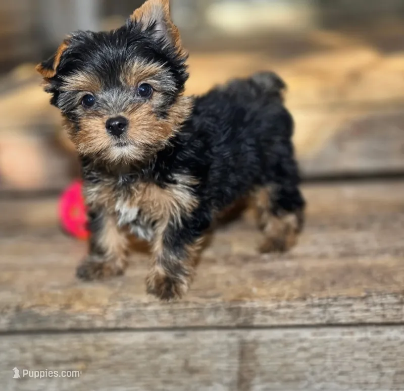 Ramble  – Yorkshire Terrier puppy for sale in Chula Vista, CA