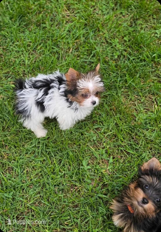 Itzy – Yorkshire Terrier puppy for sale in Chula Vista, CA