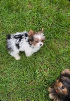 Itzy, a female Yorkshire Terrier for sale in Chula Vista, CA – 1 of 4