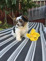 Enzo, a male Yorkshire Terrier for sale in Chula Vista, CA – 1 of 5