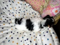 Channel , a female Yorkshire Terrier for sale in Chula Vista, CA – 5 of 9