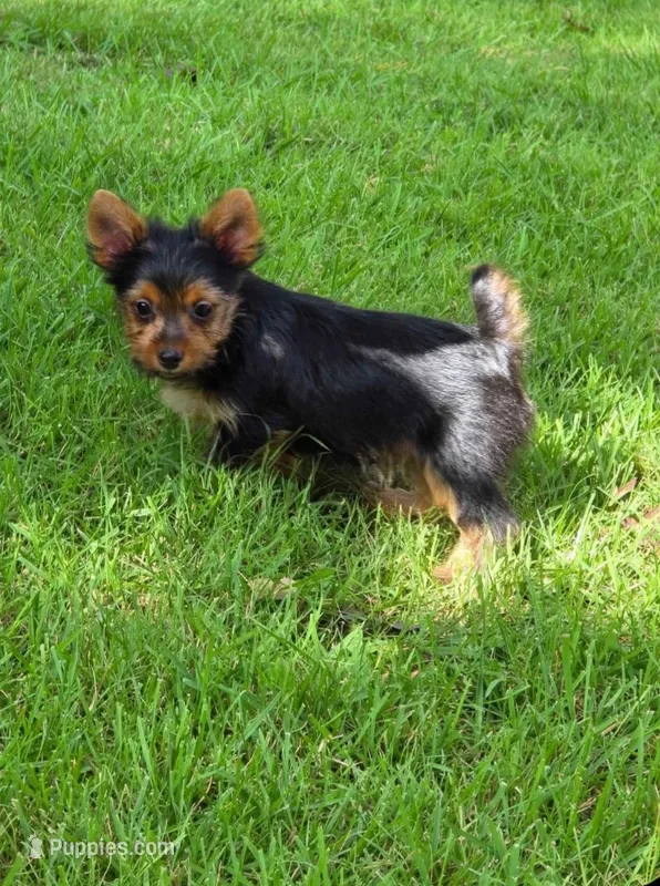 Tucker – Yorkshire Terrier puppy for sale in Chula Vista, CA