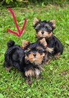 Ziggy, a male Yorkshire Terrier for sale in Chula Vista, CA – 2 of 2