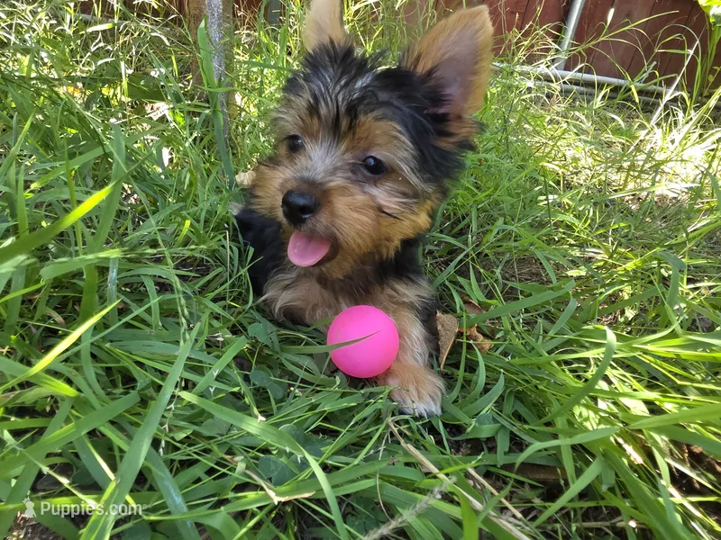 Levi – Yorkshire Terrier puppy for sale in Chula Vista, CA
