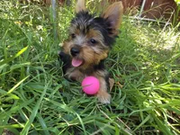 Levi, a male Yorkshire Terrier for sale in Chula Vista, CA – 1 of 9