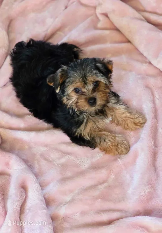 Dolly – Yorkshire Terrier puppy for sale in Chula Vista, CA
