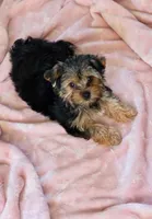 Dolly, a female Yorkshire Terrier for sale in Chula Vista, CA – 1 of 4
