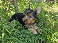 Levi, a male Yorkshire Terrier for sale in Chula Vista, CA – 6 of 9