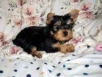 Cersei, a female Yorkshire Terrier for sale in Chula Vista, CA – 4 of 5