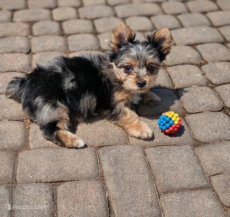 Salina  – Yorkshire Terrier puppy for sale in Chula Vista, CA