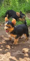 Tucker, a male Yorkshire Terrier for sale in Chula Vista, CA – 5 of 10