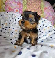 Ramble , a male Yorkshire Terrier for sale in Imperial Beach, CA – 3 of 3