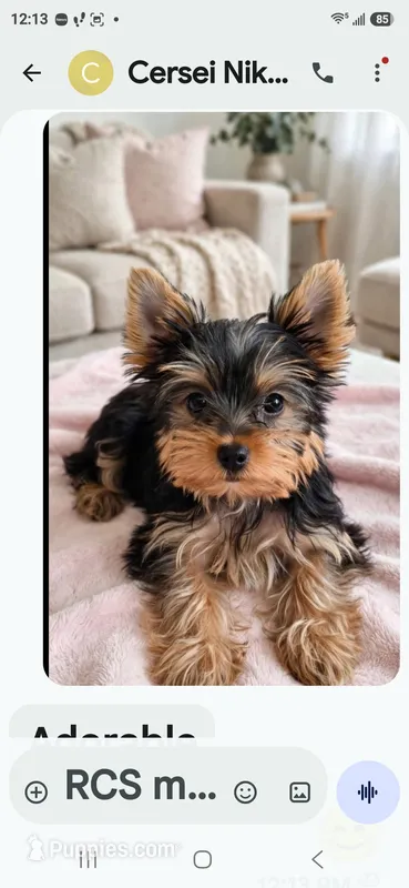 Alfea – Yorkshire Terrier puppy for sale in Chula Vista, CA