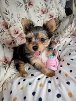 Salina , a female Yorkshire Terrier for sale in Chula Vista, CA – 5 of 7