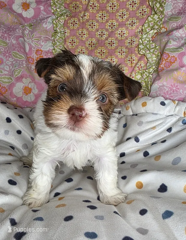 Miles – Yorkshire Terrier puppy for sale in Imperial Beach, CA