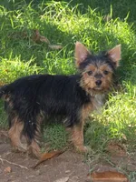 Rita, a female Yorkshire Terrier for sale in Chula Vista, CA – 2 of 4