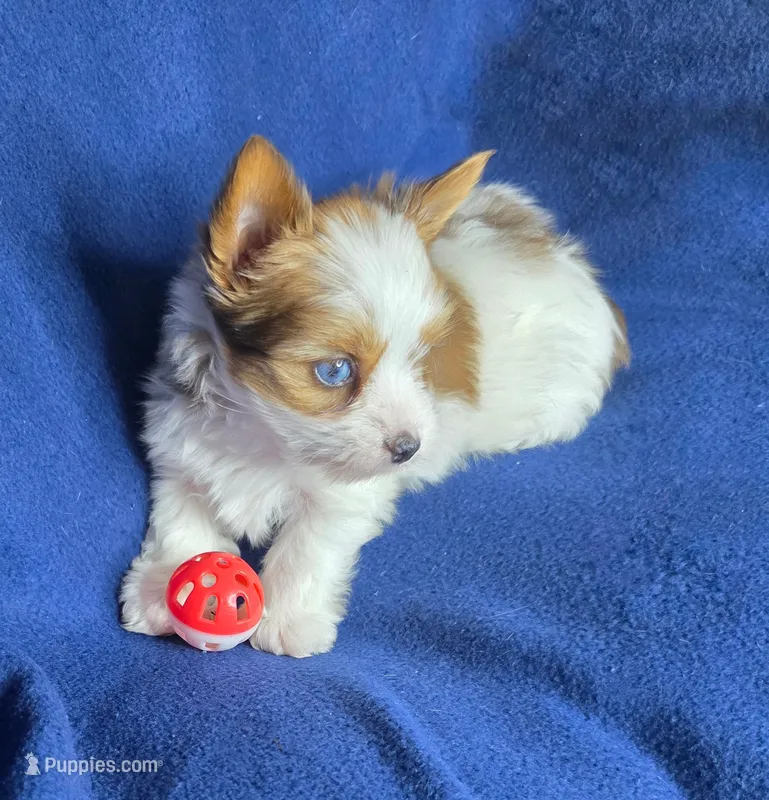 Blue – Yorkshire Terrier puppy for sale in Imperial Beach, CA