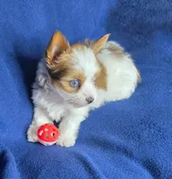 Blue, a male Yorkshire Terrier for sale in Imperial Beach, CA – 1 of 4