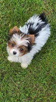 Itzy, a female Yorkshire Terrier for sale in Chula Vista, CA – 2 of 4