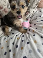 Salina , a female Yorkshire Terrier for sale in Chula Vista, CA – 4 of 7