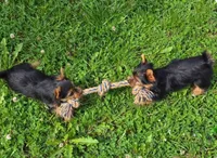 Tucker, a male Yorkshire Terrier for sale in Chula Vista, CA – 3 of 10