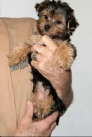 Dolly, a female Yorkshire Terrier for sale in Chula Vista, CA – 4 of 4