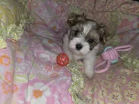 Lacey , a female Yorkshire Terrier for sale in Imperial Beach, CA – 5 of 5