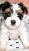 Channel , a female Yorkshire Terrier for sale in Chula Vista, CA – 3 of 9